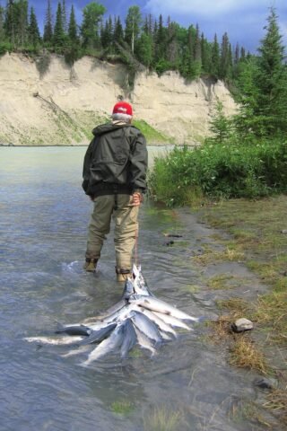 alaska, fishing, salmon, kasilof, alaska, alaska, alaska, alaska, alaska, fishing, fishing, fishing, salmon, salmon