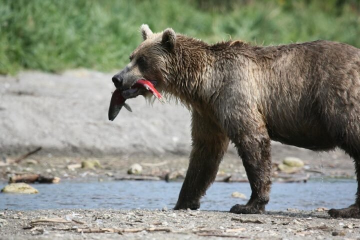 brown bear, predator, wild beast, animal, danger, a meeting, summer, forest, nature, kuril lake, fishing, salmon, fish, water, spray